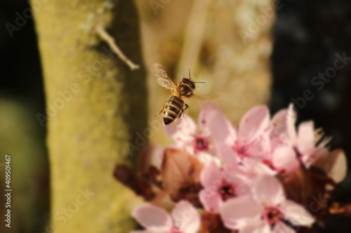 bee on a flower © Jamie
