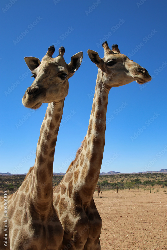 Naklejka premium giraffe heads - Namibia, Africa