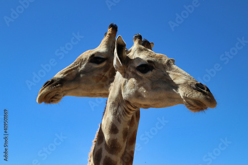 giraffe heads - Namibia, Africa