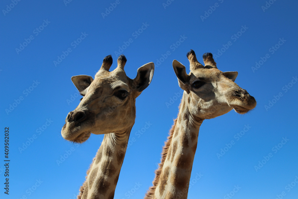 Naklejka premium giraffe heads - Namibia, Africa