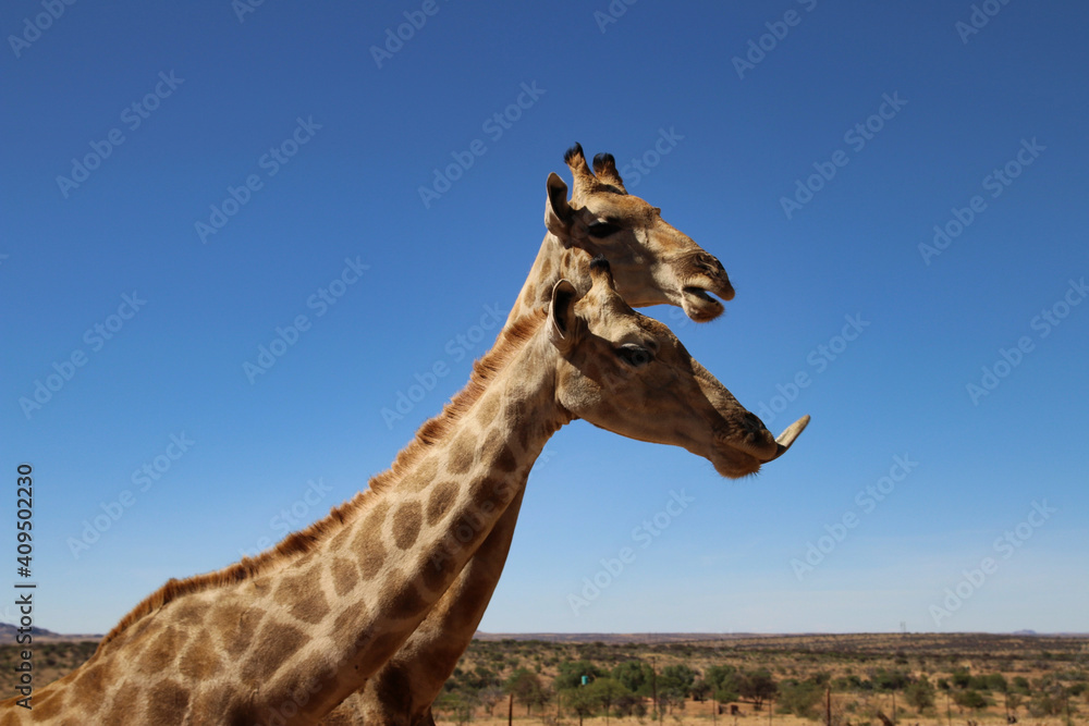 Naklejka premium giraffe heads - Namibia, Africa