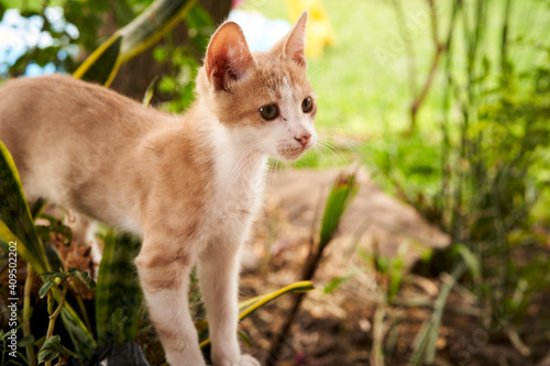 Small tabby cat outdoors in summer time