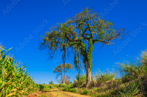 tree. preservation of nature and environment