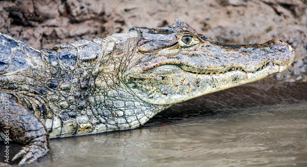 Caiman spectacled or crocodile or American, close-up on the river bank. Caiman spectacled or crocodile or American, close-up on the river bank.