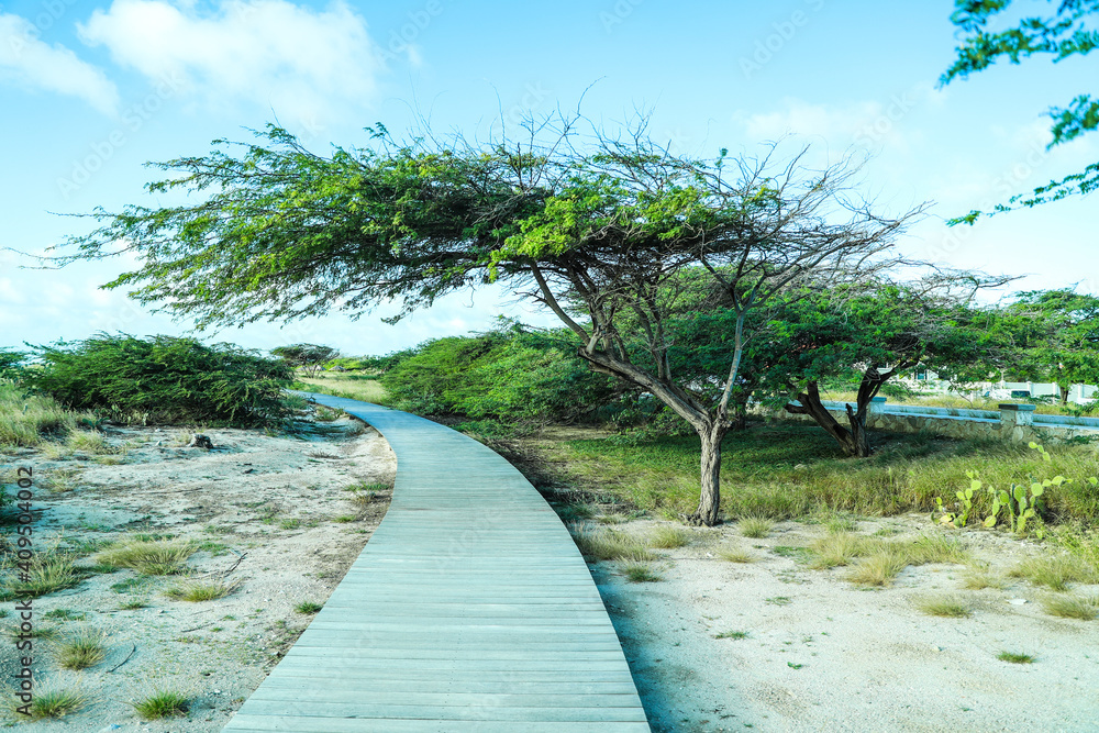 path in the park among beach on Aruba island path in the park among beach on Aruba island
