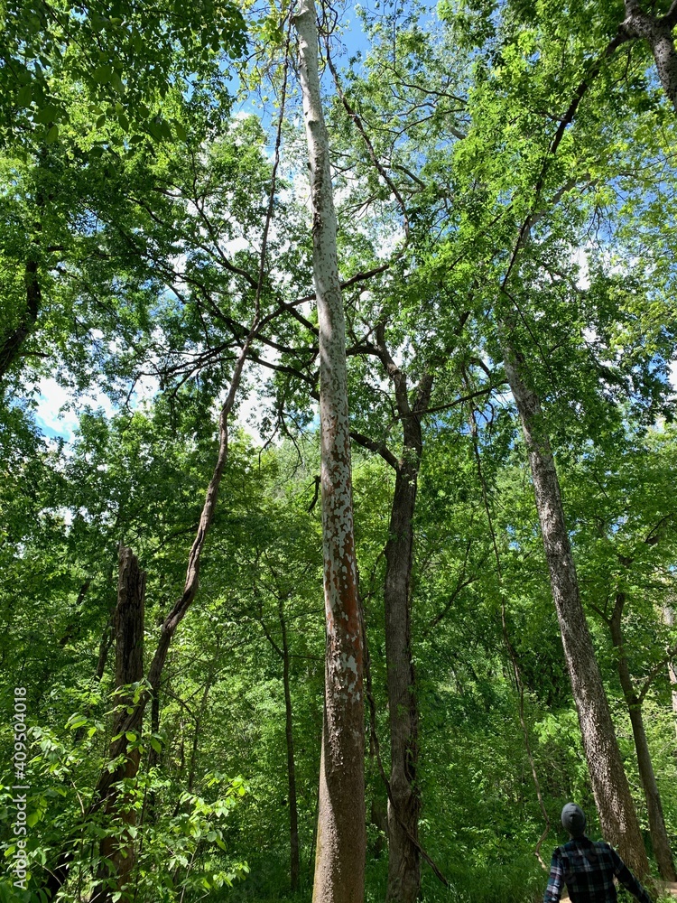Naklejka premium trees in the woods