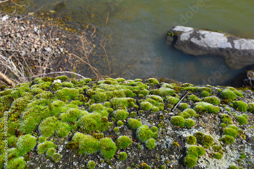 Moss on the river bank (Bryophyta sensu stricto). Old boardwalk of a dam on the river Cidacos covered with moss. photo