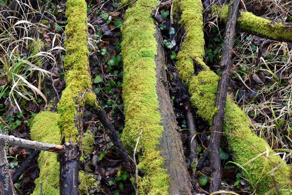 Tree logs fallen to the ground covered in moss. Humid area in forest next to a river. Tree logs fallen to the ground covered in moss. Humid area in forest next to a river.