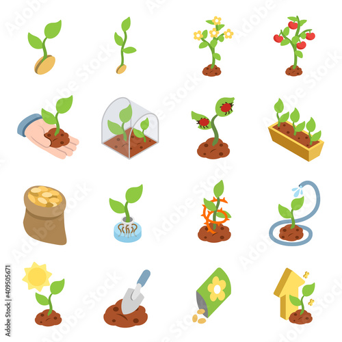 Growing, isometric icons set. growing a plant, from a sprout to a fruiting bush. Plant care. isolated objects collection.