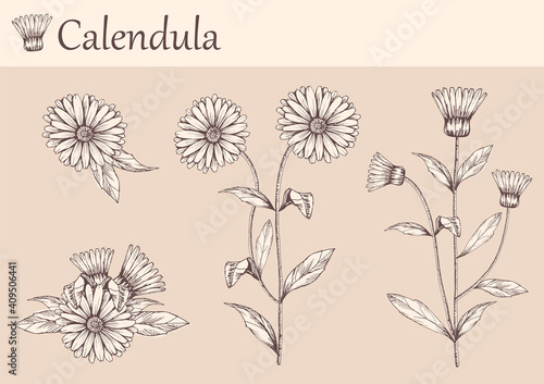 Hand-drawn image of calendula flowers with stems and leaves.botanical illustration. Healing Herbs for design Natural Cosmetics, aromatherapy,homeopathy.