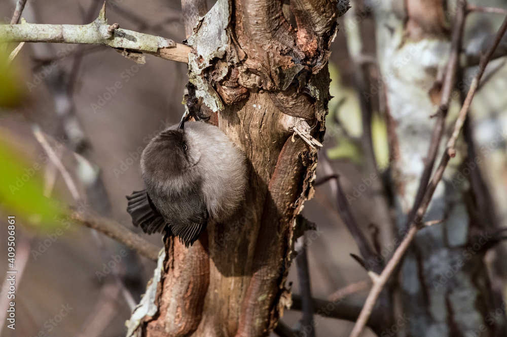 Fototapeta premium American bushtit bird