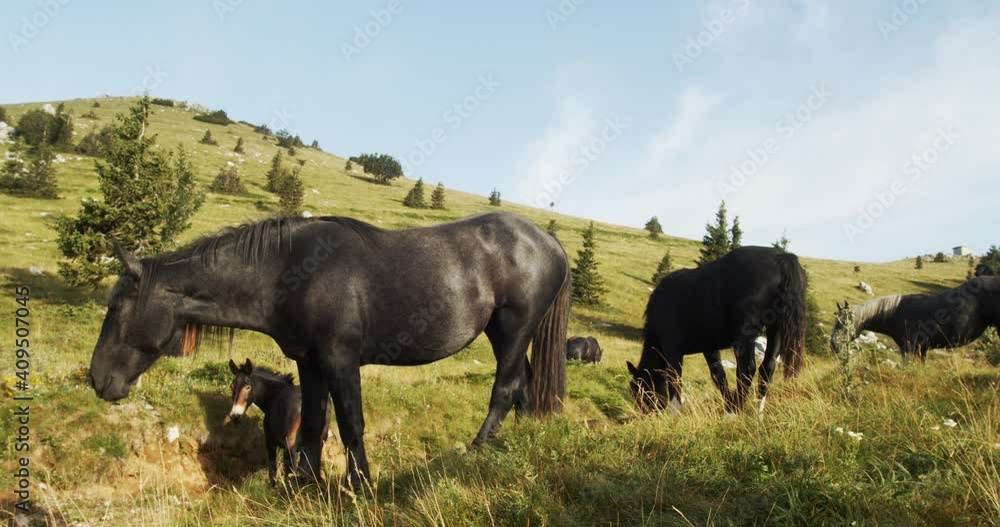 Horses on a mountain grassland, Velebit Mountain in Croatia Horses on a mountain grassland, Velebit Mountain in Croatia