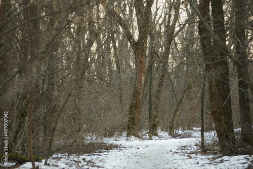 forest in winter