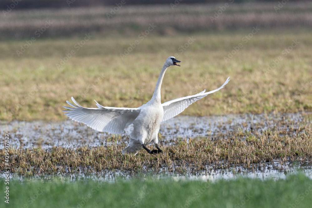 Fototapeta premium flying Trumpeter Swan