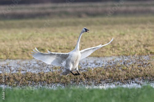 flying Trumpeter Swan