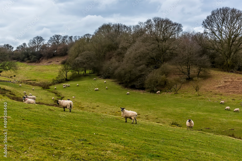 A flock of sheep on a hillside field near Market Harborough, UK