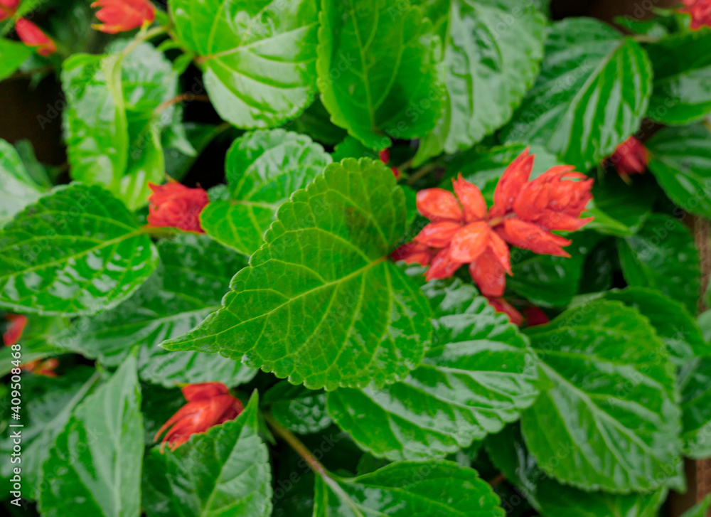 Red flower. Flower in garden at sunny summer or spring day. Flower for postcard beauty decoration and agriculture concept design. Beautiful flower in tropical garden. Colorful flower. flower pattern. Red flower. Flower in garden at sunny summer or spring day. Flower for postcard beauty decoration and agriculture concept design. Beautiful flower in tropical garden. Colorful flower. flower pattern.