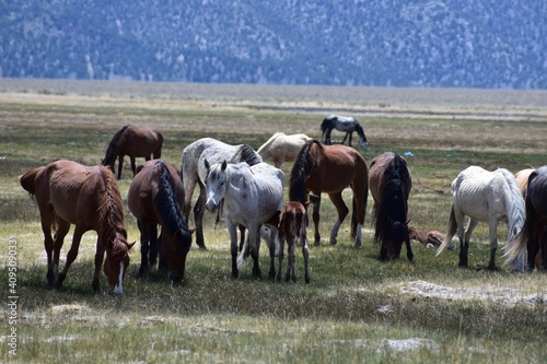 Wild horses grazing with their babies in a green meadow fed by spring water.