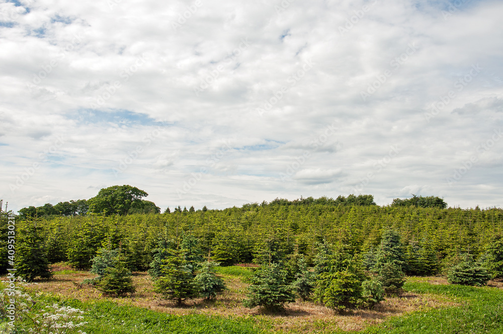 Christmas trees in a summer field.