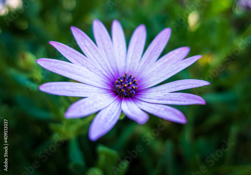 Beautiful purple flowerhed with greenery