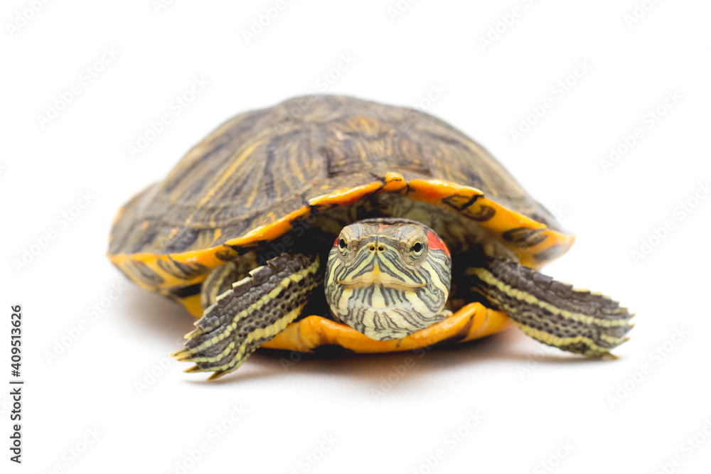 Obraz premium Pet turtle red-eared slider(Trachemys scripta elegans) isolated on white background.