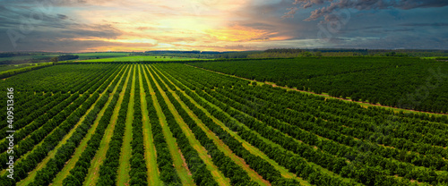 Aerial views over top of rows of orange trees in plantation in sunset.