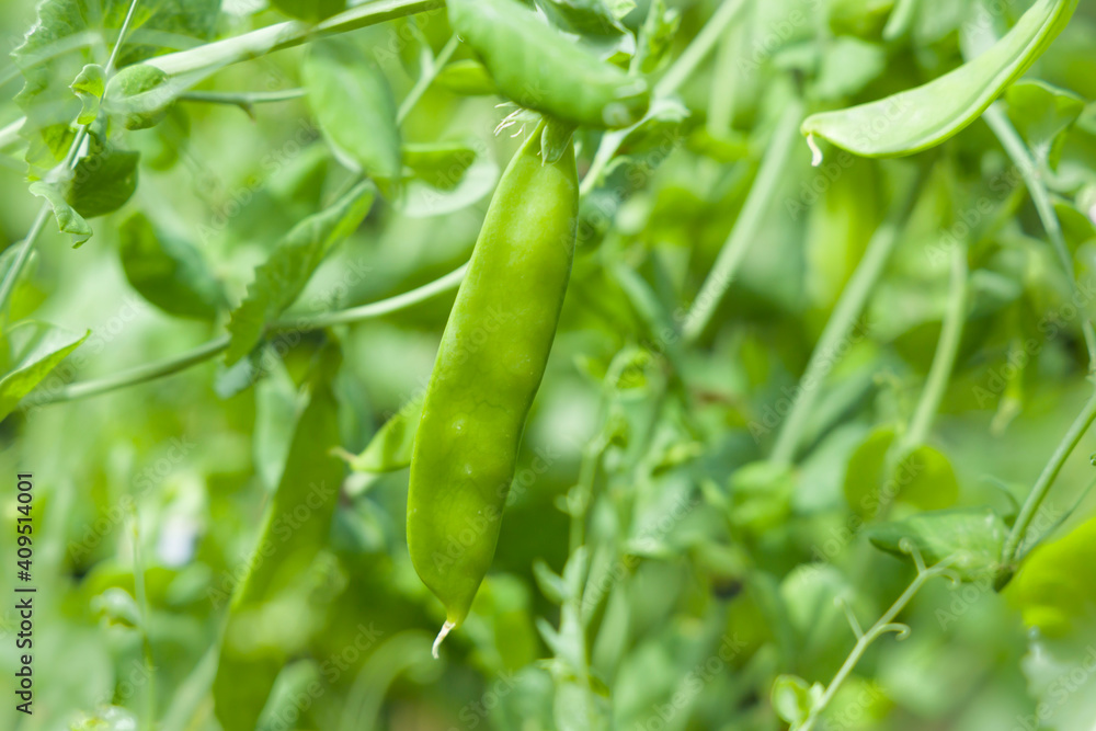Mangetout, mange tout, or snow peas Carouby de Maussane, UK Mangetout, mange tout, or snow peas Carouby de Maussane, UK