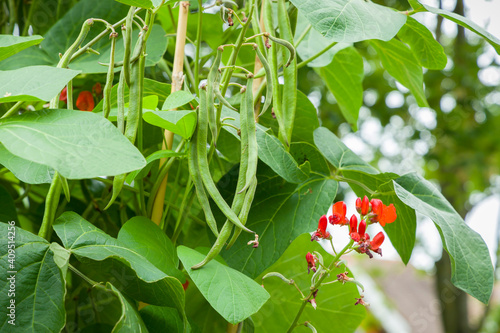 Schilderij op canvas Runner beans growing on a plant in a UK vegetable garden