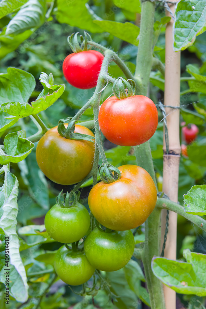 Tomatoes ripening on a vine plant in a UK garden