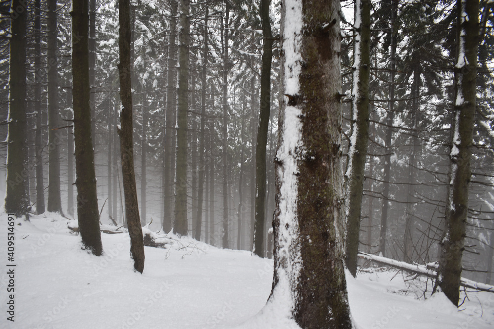 Winter landscape, trees covered with snow in winter Winter landscape, trees covered with snow in winter