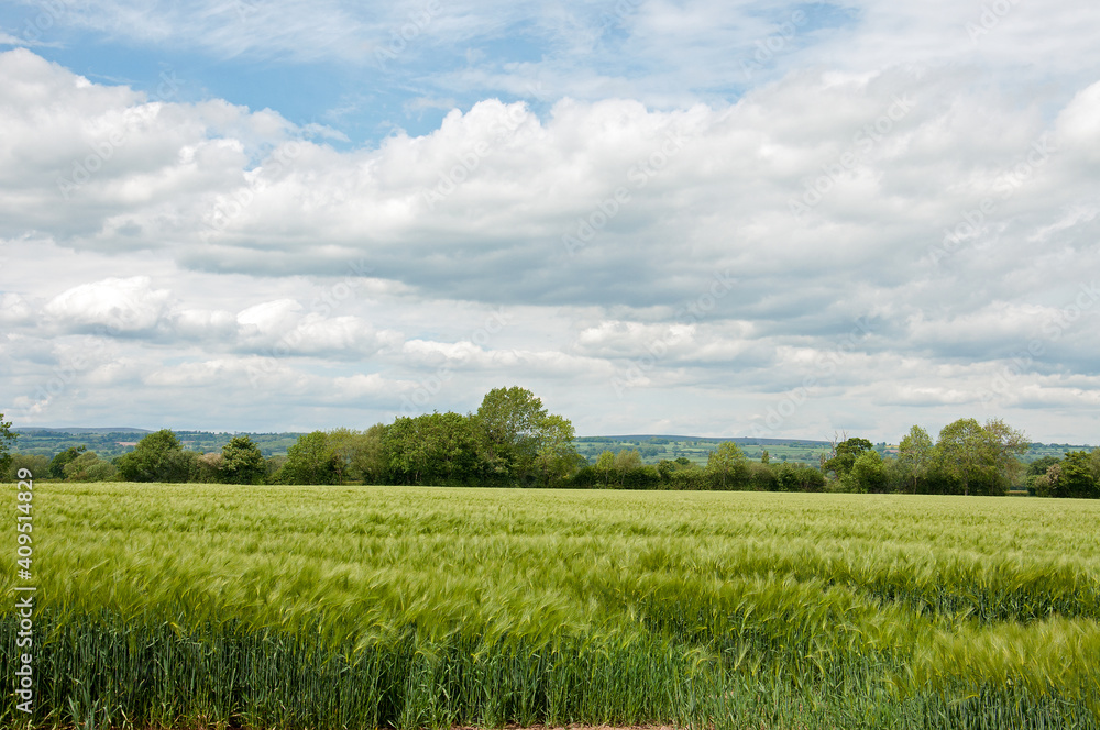 Fototapeta premium green field and sky