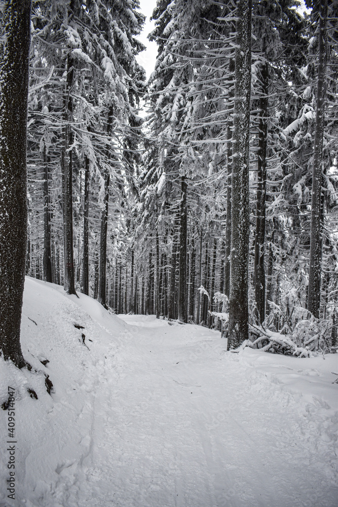 Fototapeta premium Winter landscape, trees covered with snow in winter
