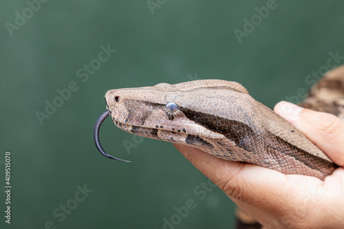 Boa constrictor (Boa constrictor constrictor)