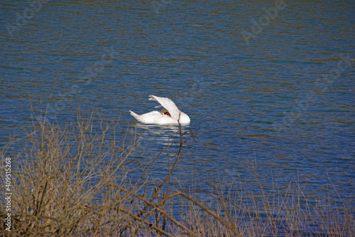 Φωτογραφία La toilette du cygne