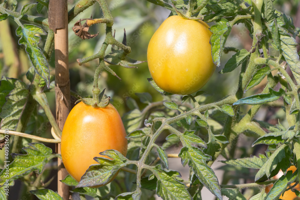 Tomato growing in a vegetable garden during summer
