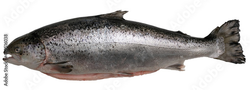 fresh large salmon with a raised tail on a white isolate