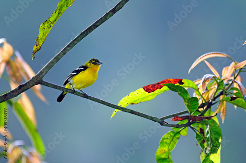 Common iora // Schwarzflügel-Iora (Aegithina tiphia) photo