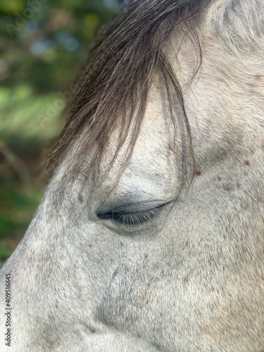 portrait of a horse Corsica France © Svetikx