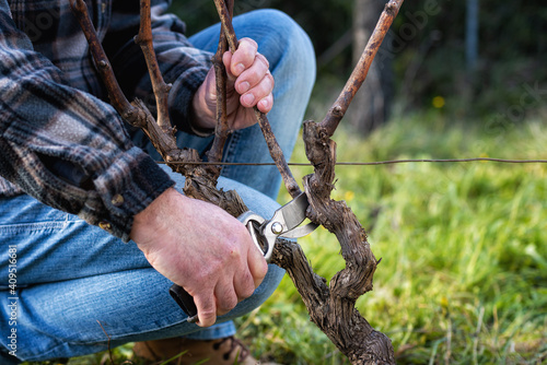 Close-up of a vine grower hand. Prune the vineyard with professional steel scissors. Traditional agriculture.  © francescomou
