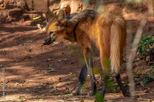 Maned wolf (Chrysocyon brachyurus) walking in the zoo photo