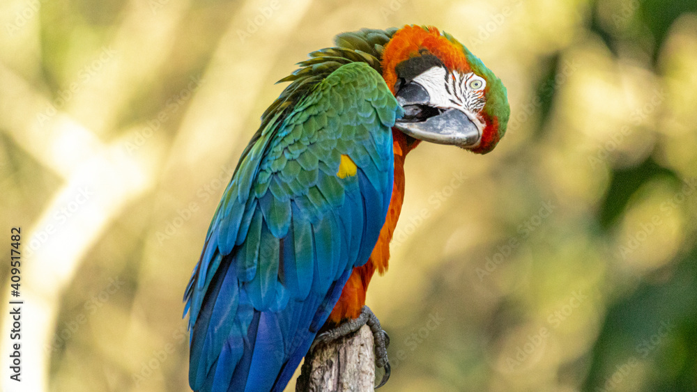 Hybrid macaw. This specimen was a result of the crossbreeding of a Great green macaw (Ara ambigua) and a Scarlet macaw (Ara macao).