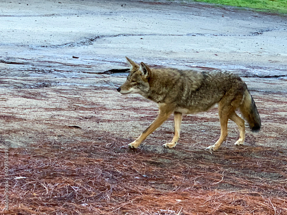 Fototapeta premium gray coyote
