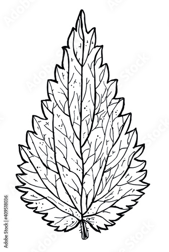 Green nettle leaf with veins on a white background