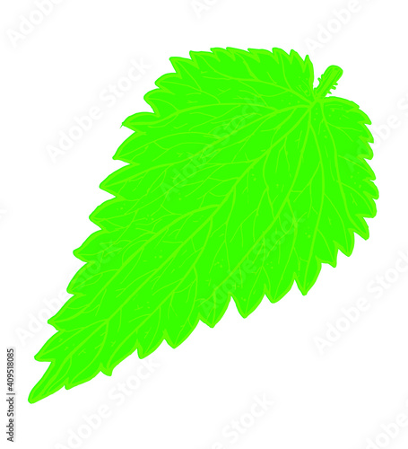 Green nettle leaf with veins on a white background