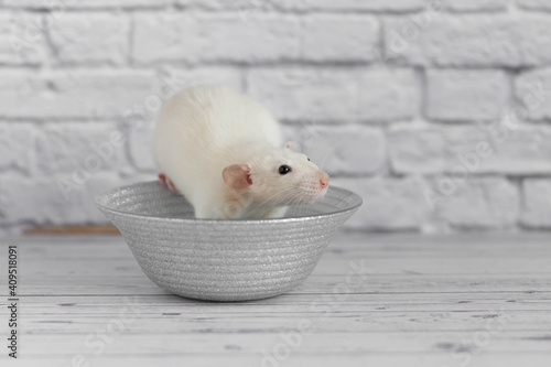 A cute white decorative rat sits on a gray plate. Close-up portrait of a rodent on a white background.