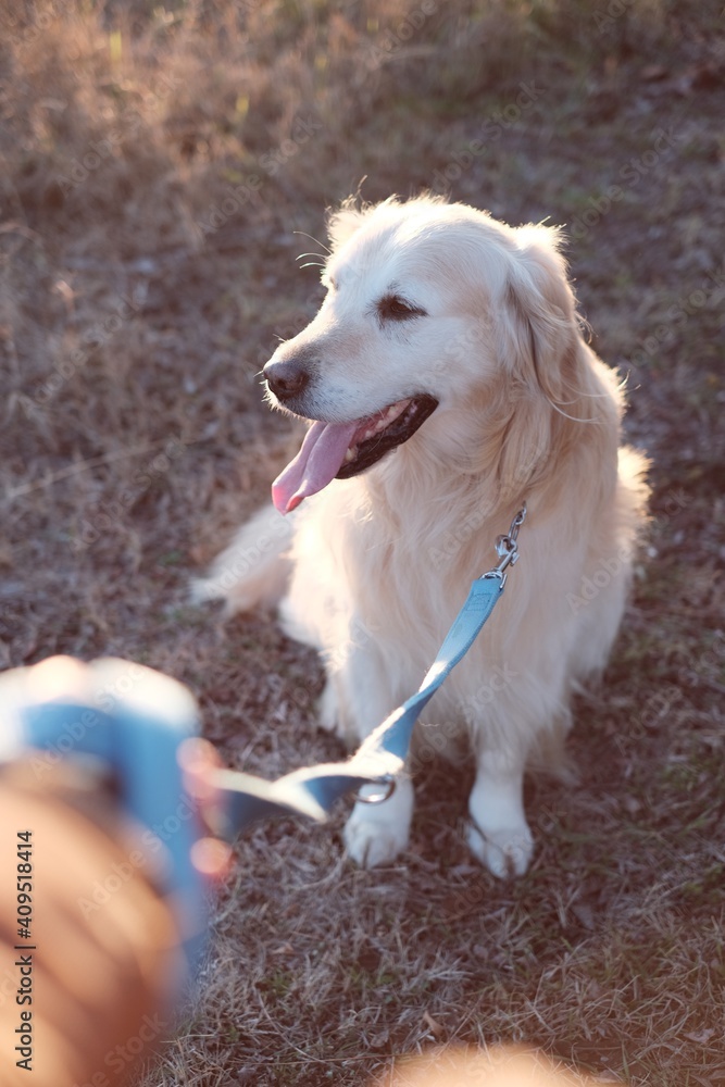 golden retriever dog, dog walking in spring