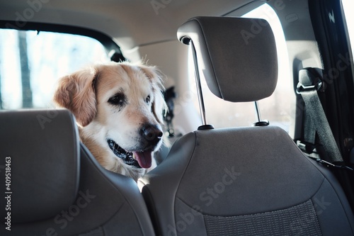 dog in car  golden retriever  happy dog  spring is here