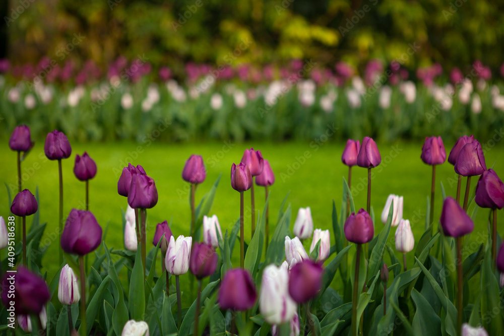 tulips in the garden tulips in the garden