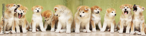 Several Akita Inu puppies are sitting nearby.many puppies. long banner. concept: breeding and selling puppies. akita-inu photo