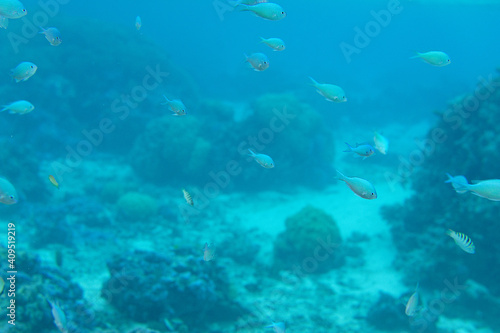 poisson dans le lagon de moorea - polynesie francaise © bru